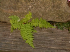 Growth happens in even the tiniest of spaces