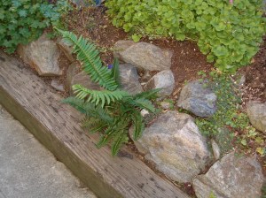 May I always remember that growth happens even in the rocky places